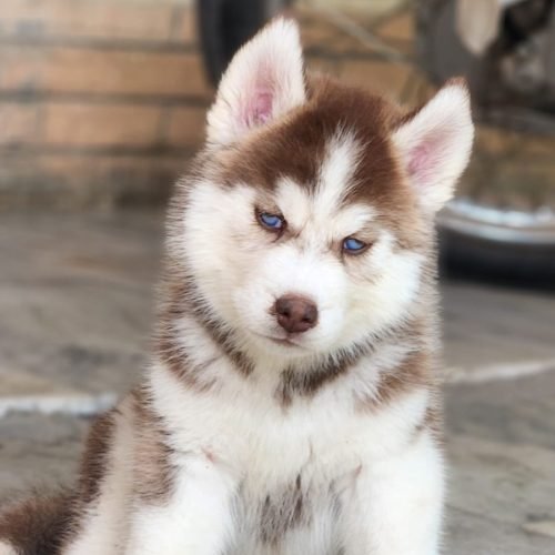 husky